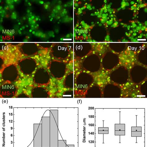 Inside min6 Cells: Beta.